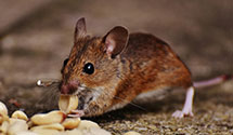 biohazard-cleanup-for-pest-infestations Experts in Hickory Grove